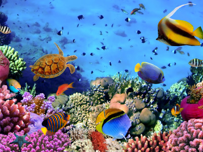Photo of a coral colony on a reef, Egypt