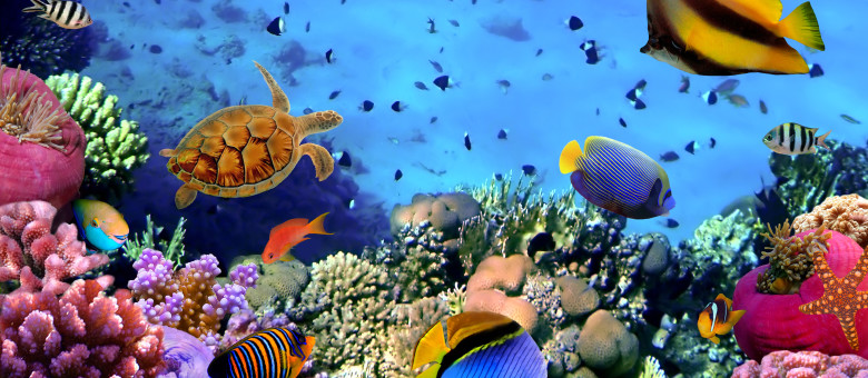 Photo of a coral colony on a reef, Egypt