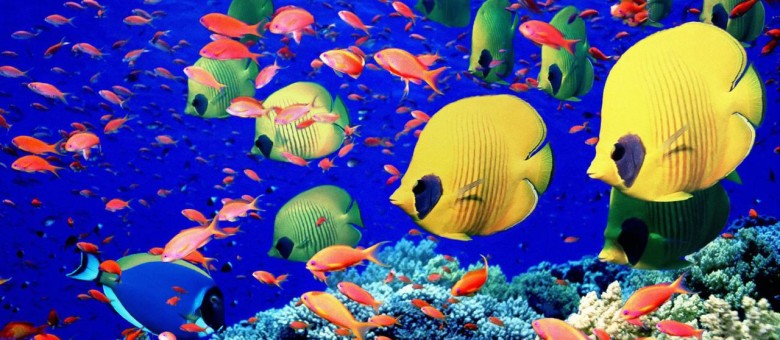 gorjashhie-tury-v-egipet